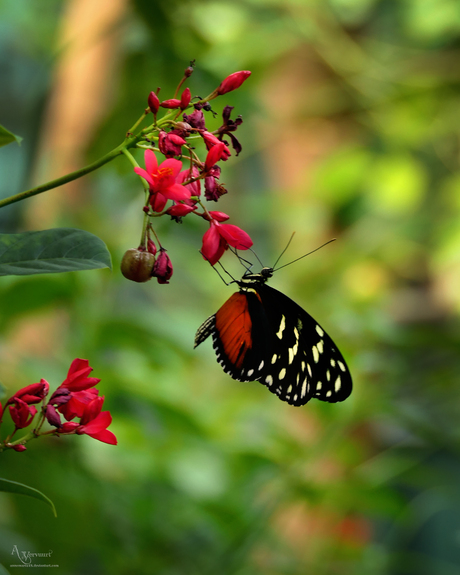 Heliconius hecale