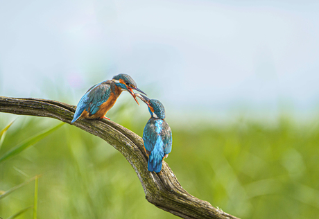 Visoverdracht ijsvogels