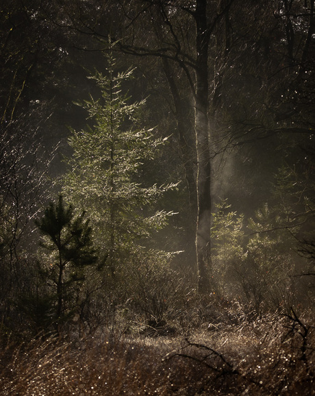Sfeer in het bos