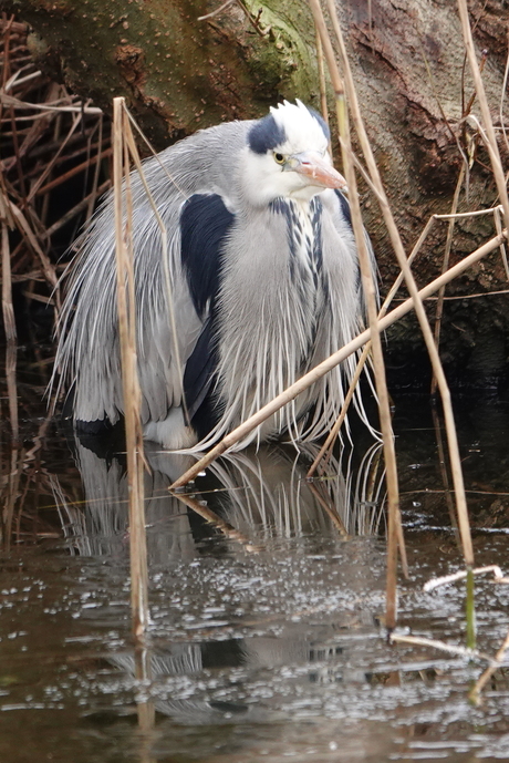 Blauwe reiger 2a