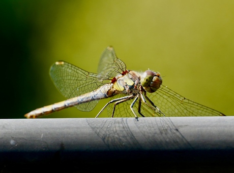 Libelle of zoiets ( denk ik)