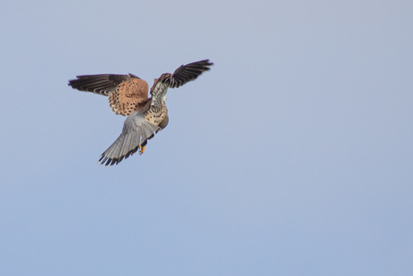 bidden voor het eten