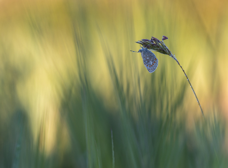 Blue in the greenness
