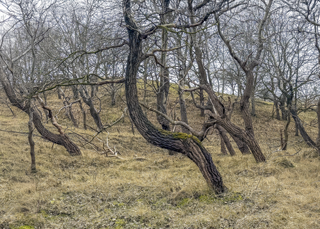 Symmetrie in een wind-geexposeerd duinvallei
