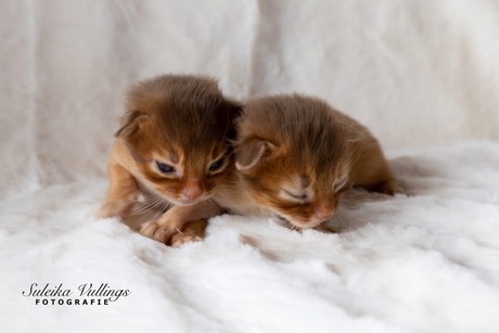Somali kitten tweeling