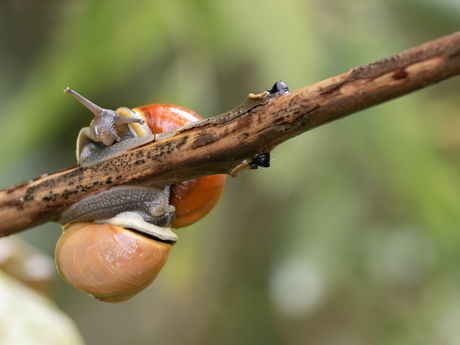 kleintjes in wording