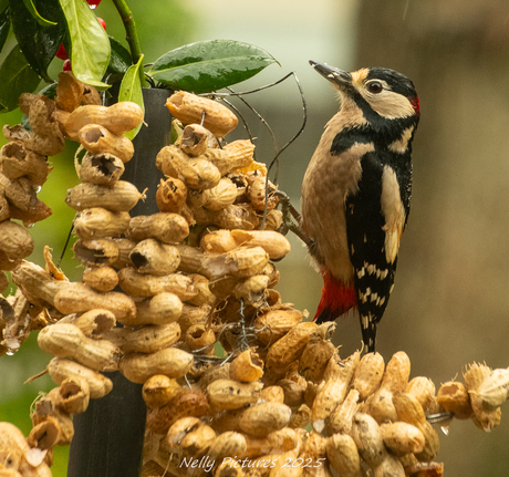Specht door het raam