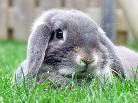 Konijntje van onze jongste dochter, Snoetje