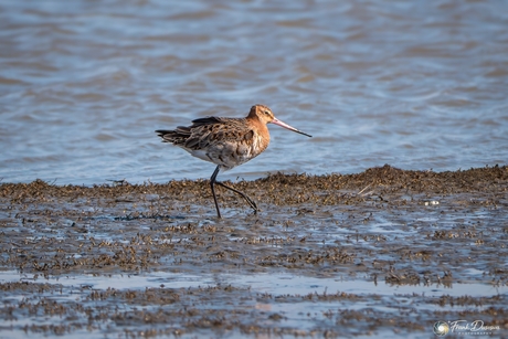 De Koning van de weidevogels bij de Punt van Reide.