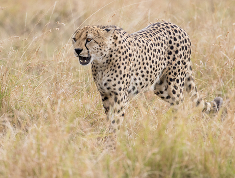 Cheetah op jacht