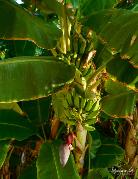 "Kom uit die Bananenboom"