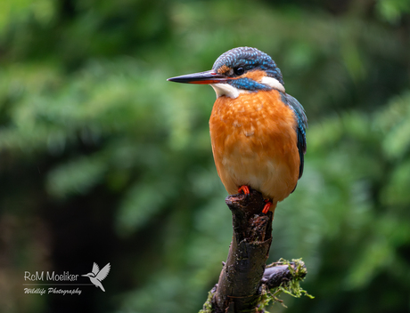 De IJsvogel.