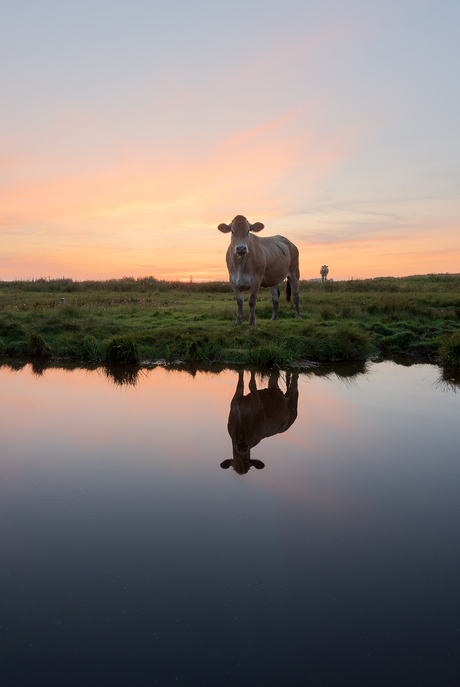 Koeien reflectie 