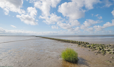 Het wad bij Holwerd