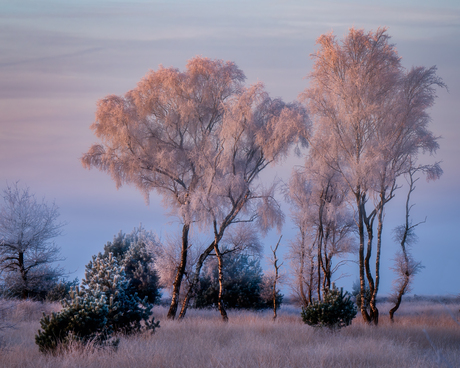 Frosty sunrise