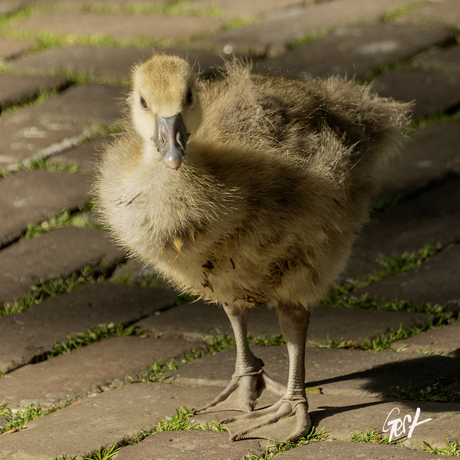 Kuiken grauwe gans