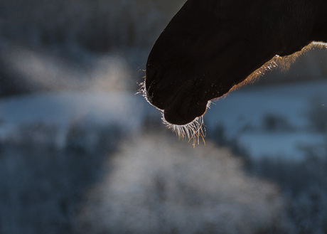 In Winter