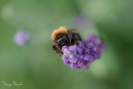 Hommel