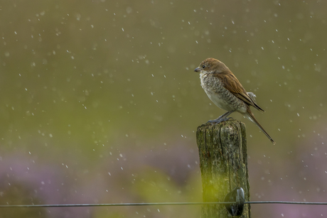 It's a rainy day .