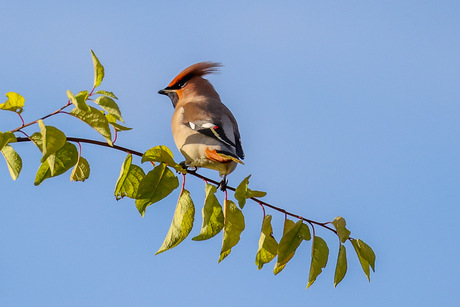 Pestvogel