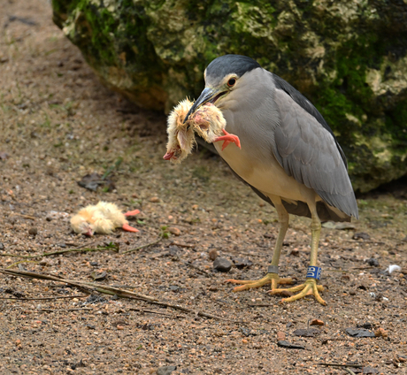 Duidelijk geen vegetariër die Kwak