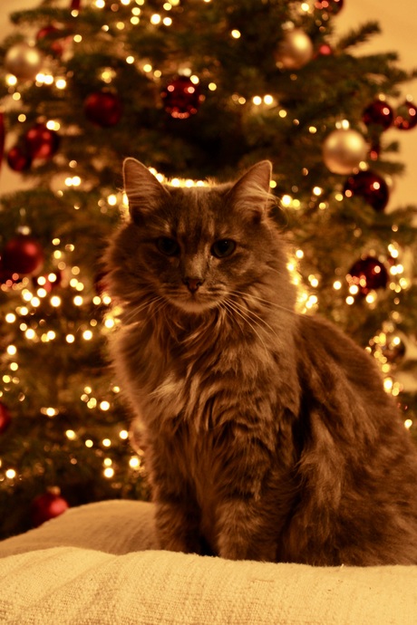 Kat kerstboom