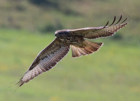 buizerd