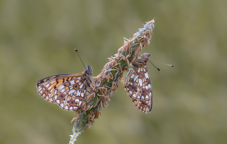 Met zijn tweetjes samen...