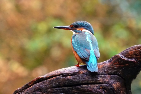 Ijsvogel op een stam