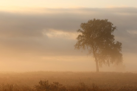 Misty mornings