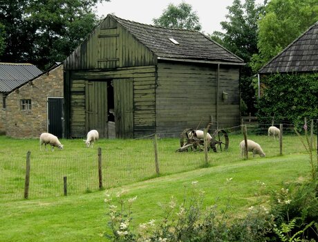 Moutons en train de brouter.