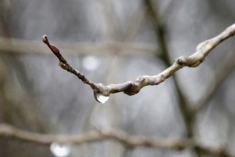 Takje in de regen