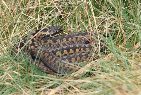 Addertje onder het gras.....