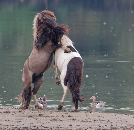 Wilde paarden knuffelen elkaar