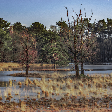 Bomen op eilandjes