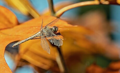 herfst