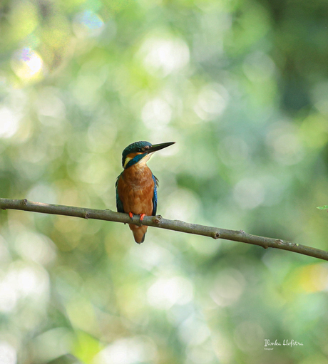 Ijsvogel