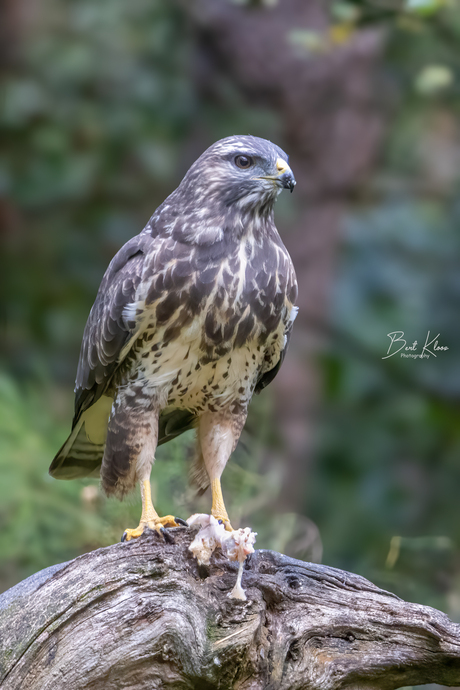 Buizerd 