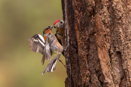 Vink ontmoet Grote Bonte Specht