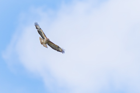 Buizerd in vlucht 