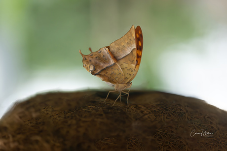 Charaxes varanes -Pearl emperor-