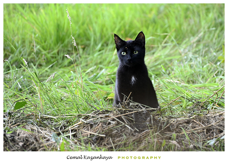 Zwarte kat