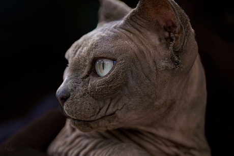 Sphinx kat