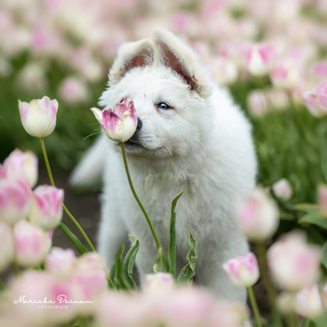 Zwiterse witte herder