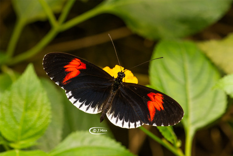 Heliconius Besckei