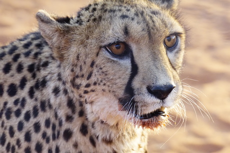 Cheetah in de Kalahari Namibië