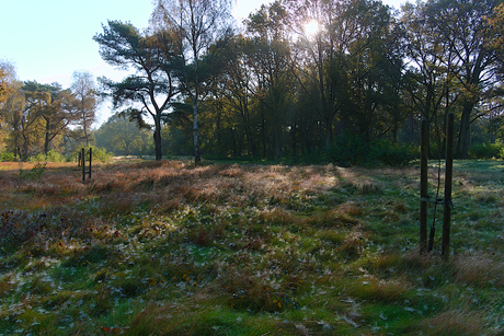 Clingese Bos op een opchtend