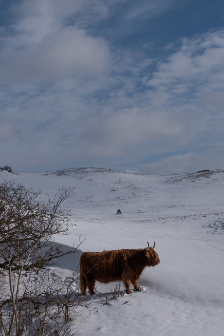 Schotse Hooglander in besneeuwde duinen.