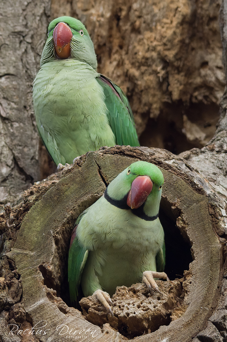 Grote  Alexanderparkiet Vondelpark