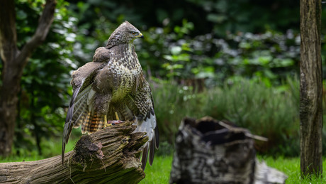 Buizerd